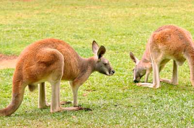 Ofertas de vuelos a Sydney